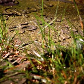 jüdischer Friedhof Hamburg Altona